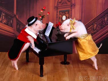 Свинья играла на рояле